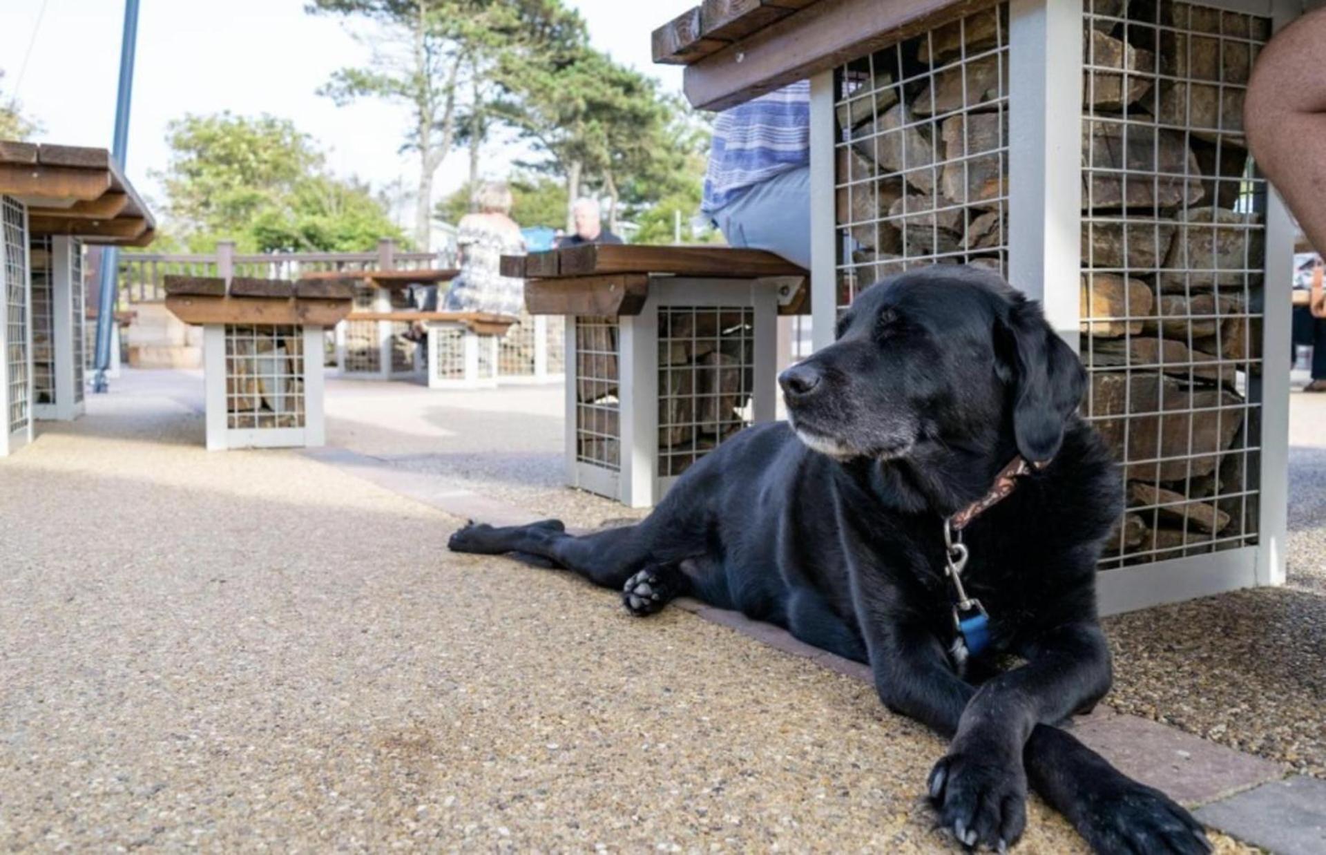 Newquay Bay Resort Sandy Toes - Pet Friendly Zewnętrze zdjęcie